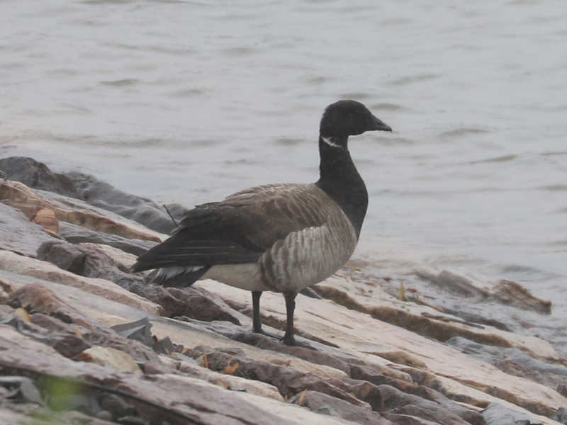Mystery bird to be identified