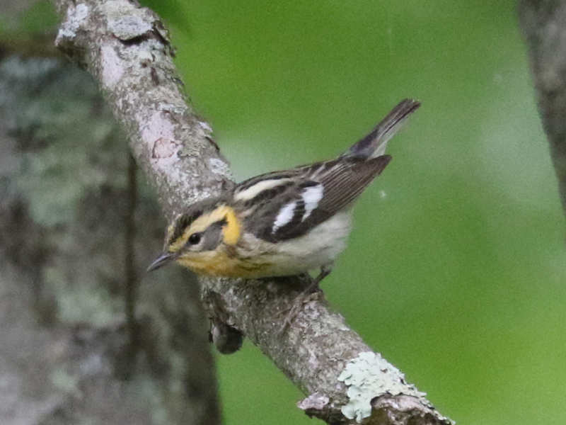 Mystery bird to be identified