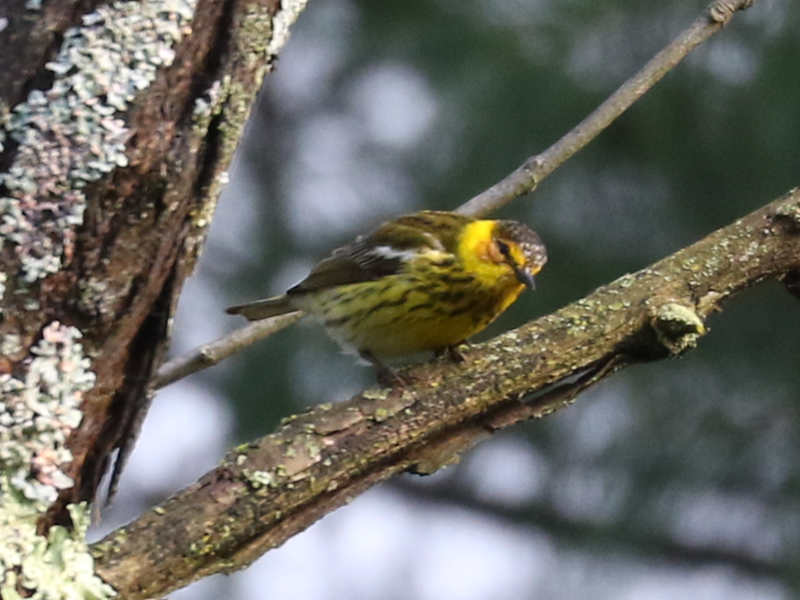 Mystery bird to be identified