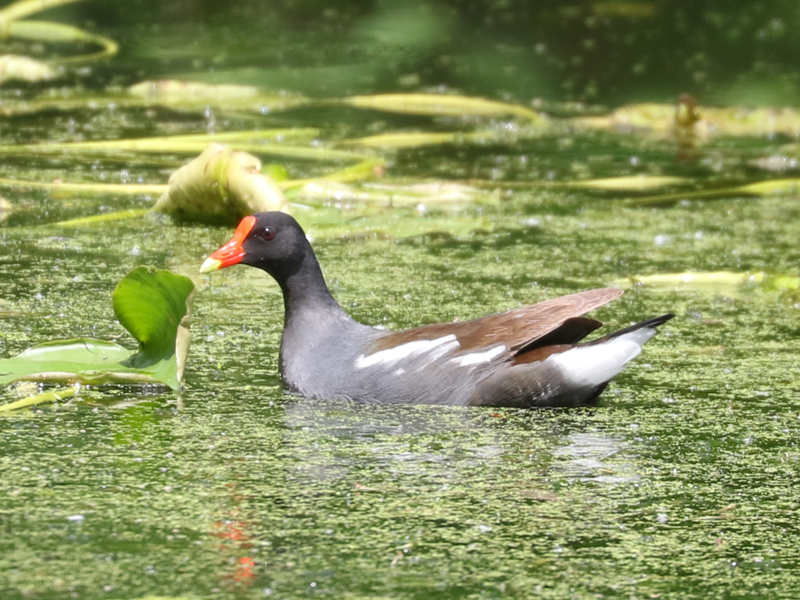Mystery bird to be identified