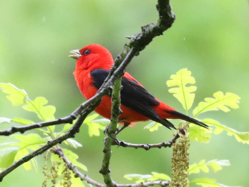 Mystery bird to be identified