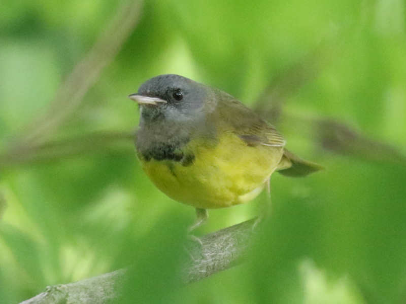 Mystery bird to be identified
