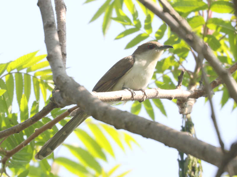 Mystery bird to be identified