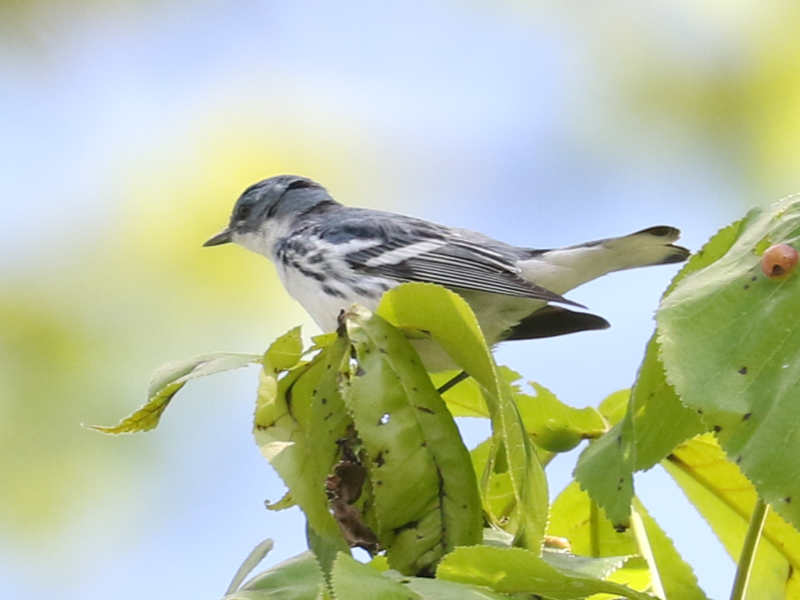 Mystery bird to be identified
