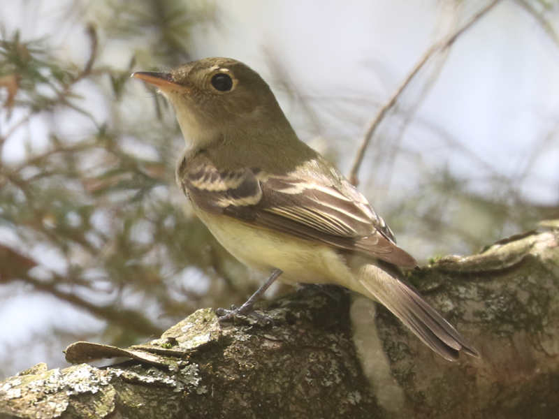 Mystery bird to be identified