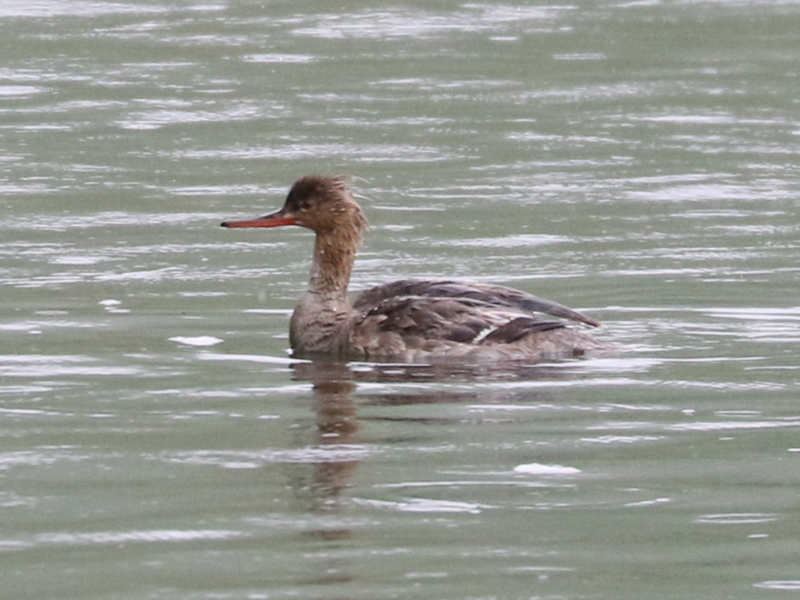 Mystery bird to be identified