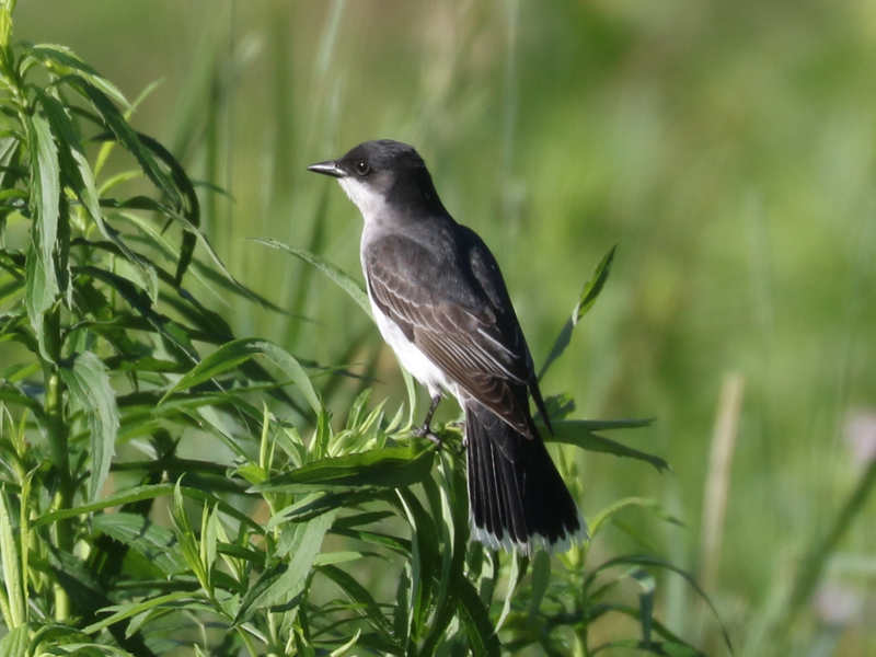 Mystery bird to be identified