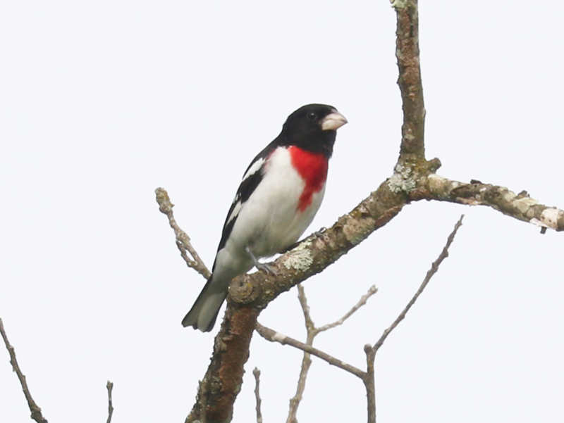 Mystery bird to be identified