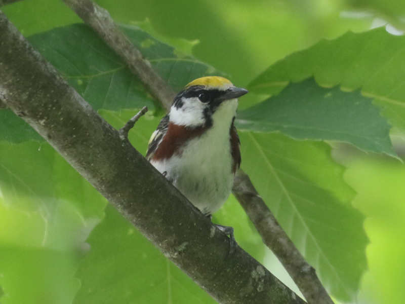 Mystery bird to be identified