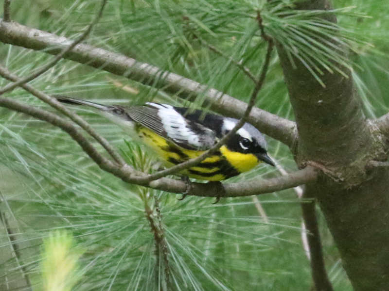 Mystery bird to be identified