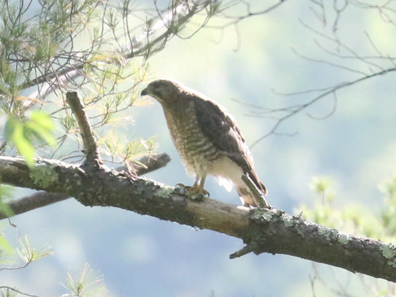 Mystery bird to be identified