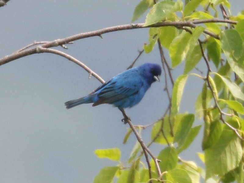 Mystery bird to be identified