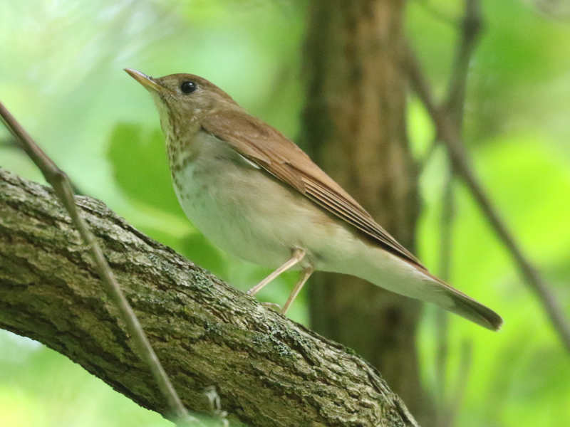 Mystery bird to be identified