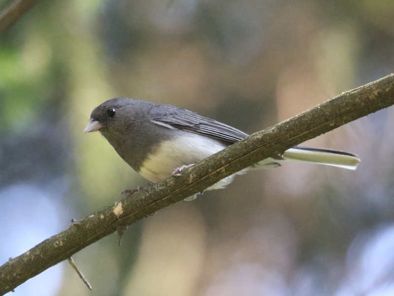 Mystery bird to be identified