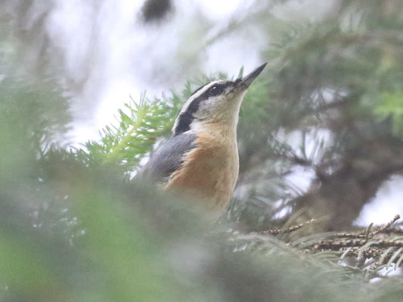 Mystery bird to be identified