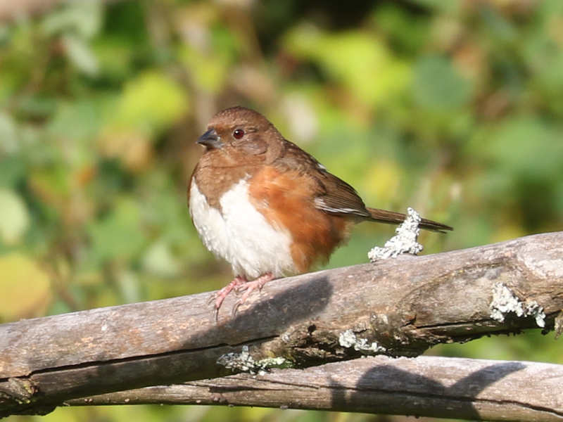 Mystery bird to be identified