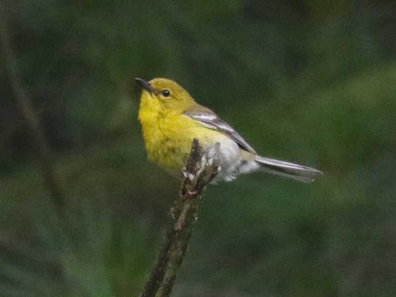 Mystery bird to be identified