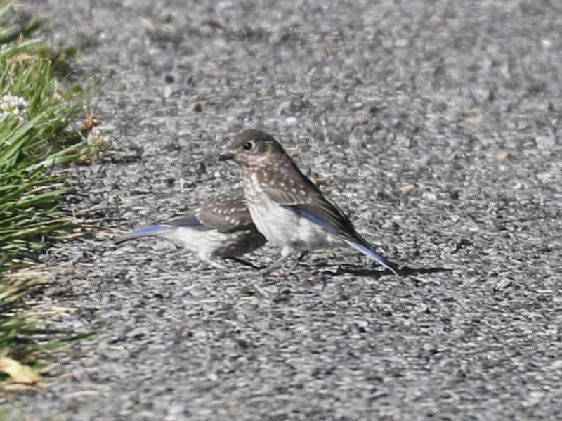 Mystery bird to be identified