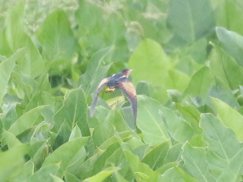 Mystery bird to be identified