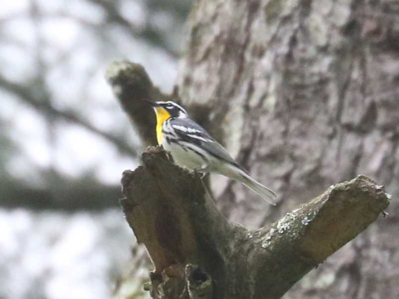 Mystery bird to be identified