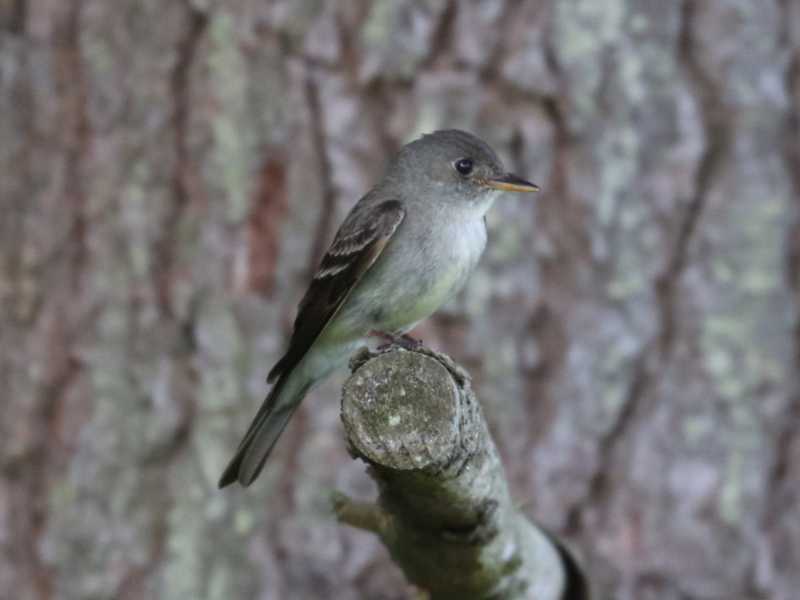 Mystery bird to be identified