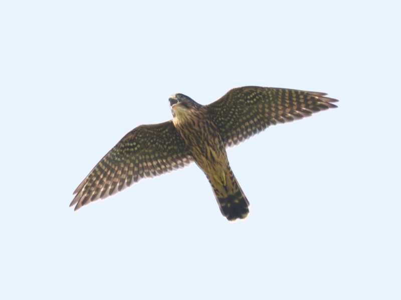 Mystery bird to be identified