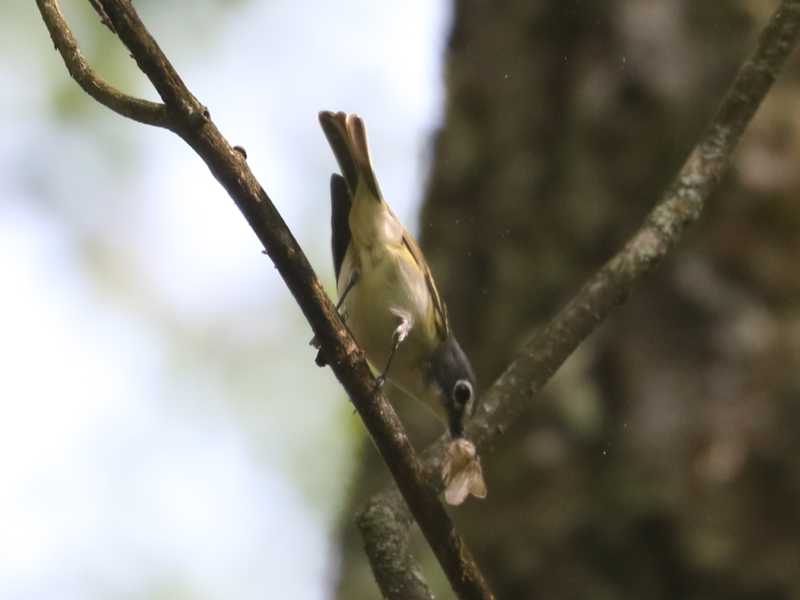 Mystery bird to be identified