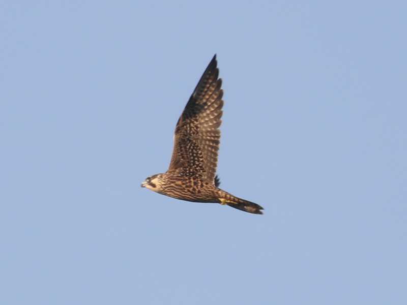 Mystery bird to be identified