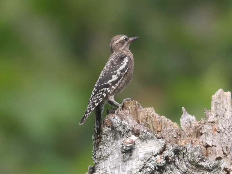 Mystery bird to be identified