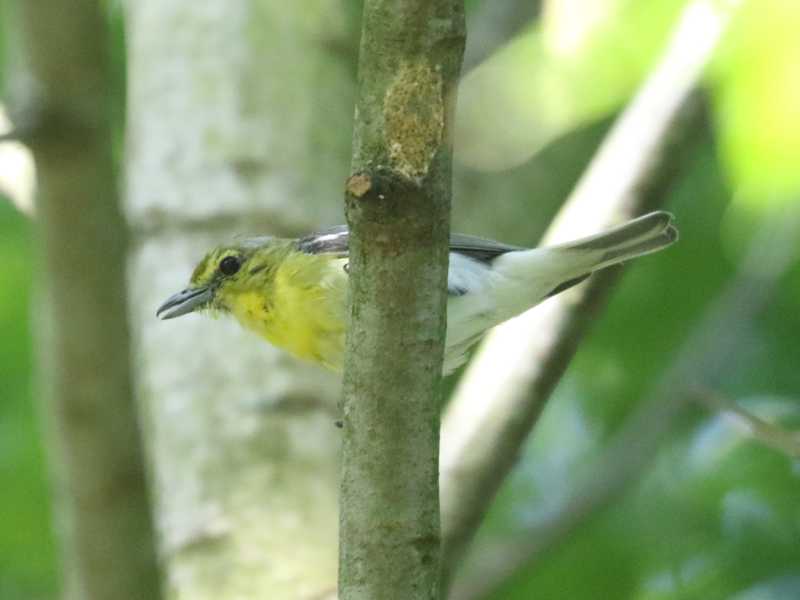 Mystery bird to be identified