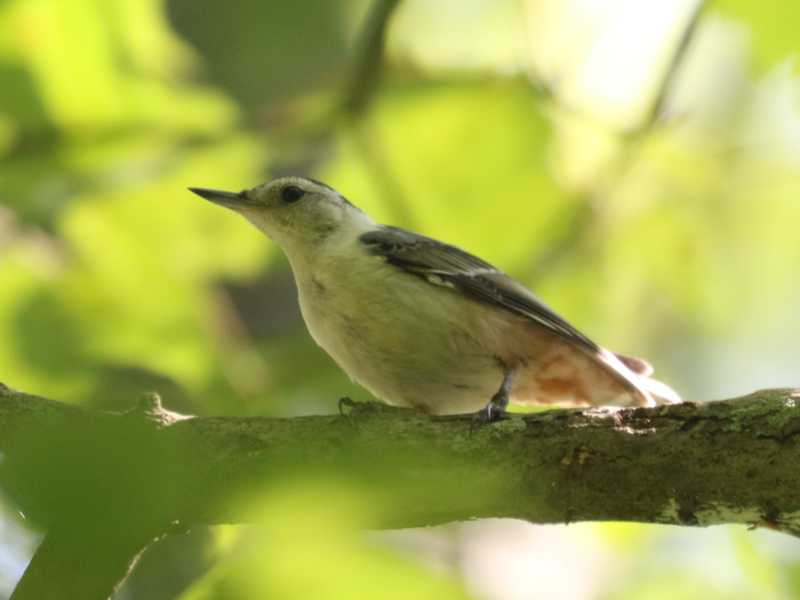Mystery bird to be identified