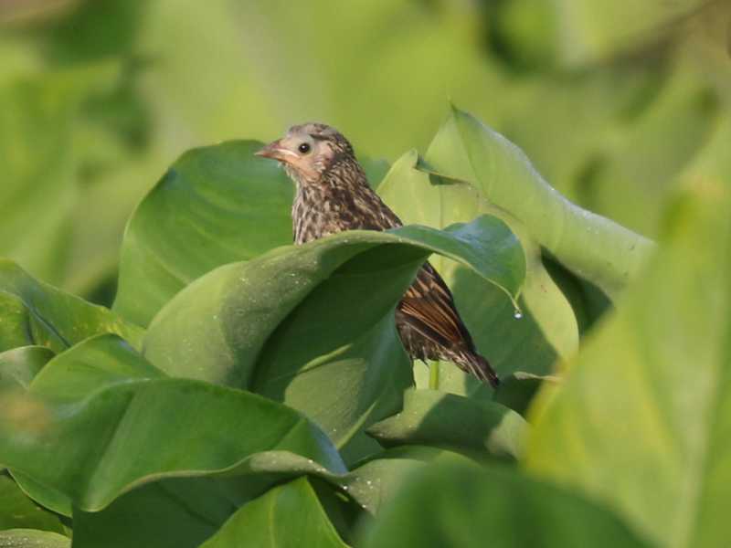 Mystery bird to be identified