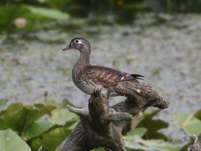 Mystery bird to be identified