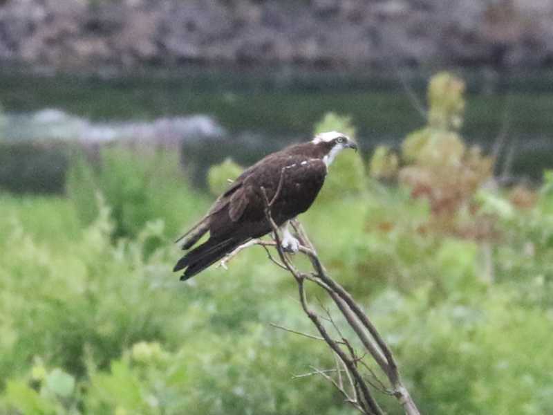Mystery bird to be identified