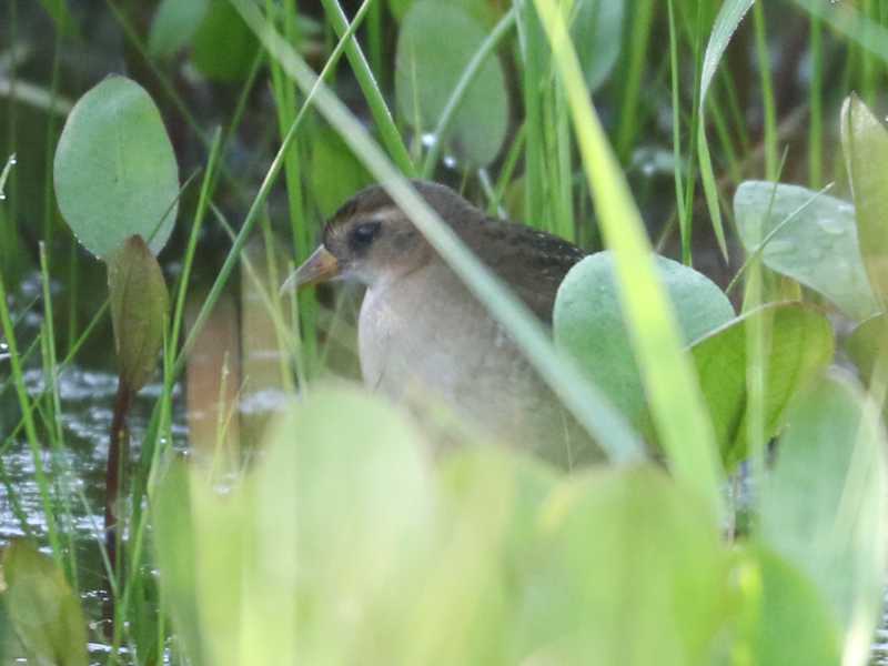 Mystery bird to be identified