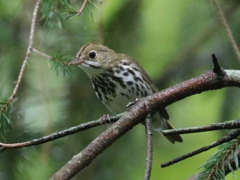 Mystery bird to be identified