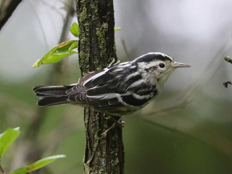 Mystery bird to be identified
