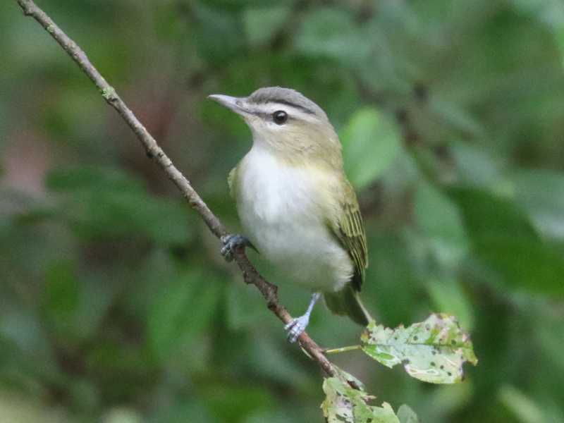 Mystery bird to be identified
