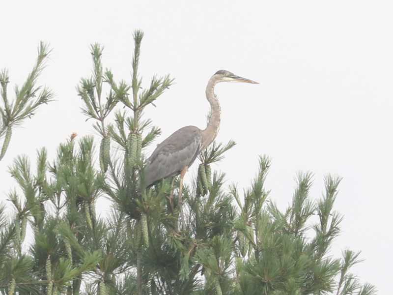 Mystery bird to be identified