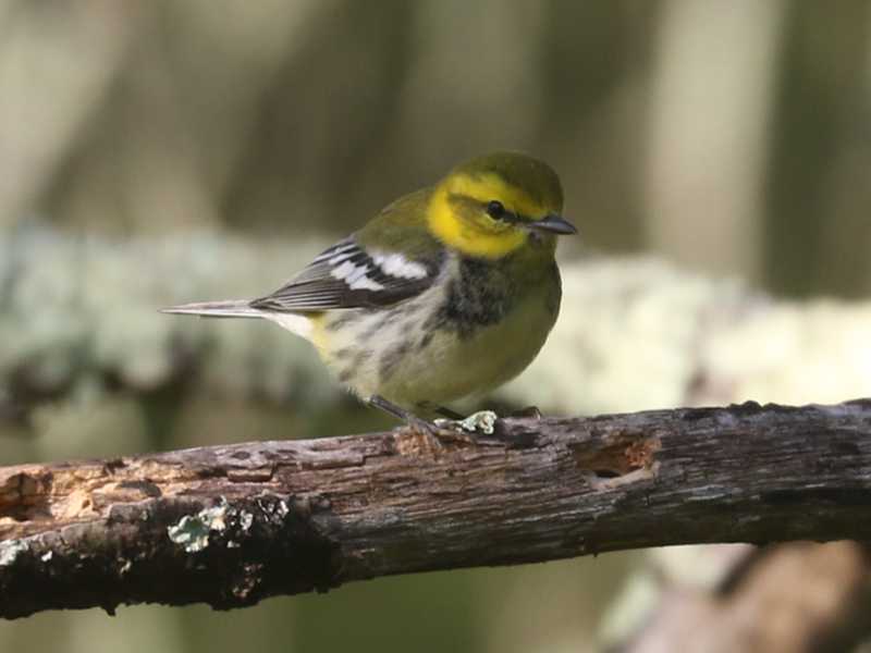 Mystery bird to be identified