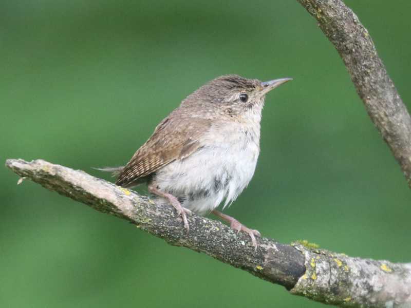 Mystery bird to be identified
