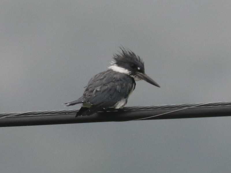 Mystery bird to be identified