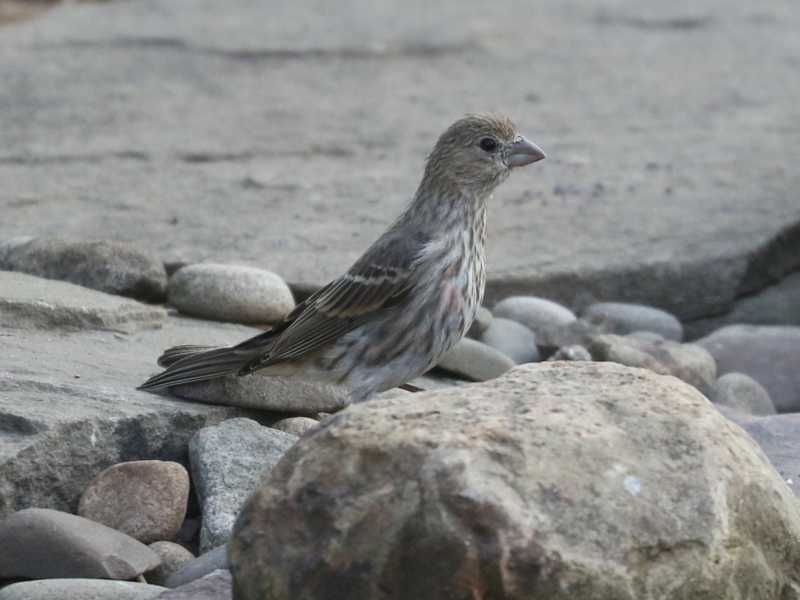 Mystery bird to be identified