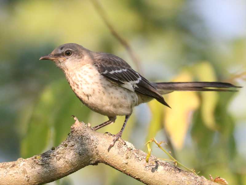 Mystery bird to be identified