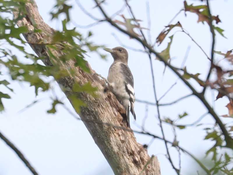 Mystery bird to be identified