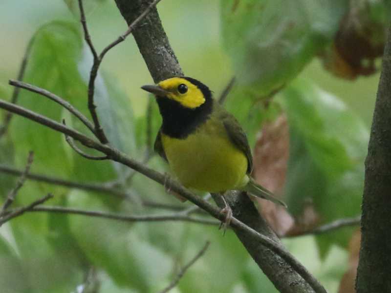 Mystery bird to be identified