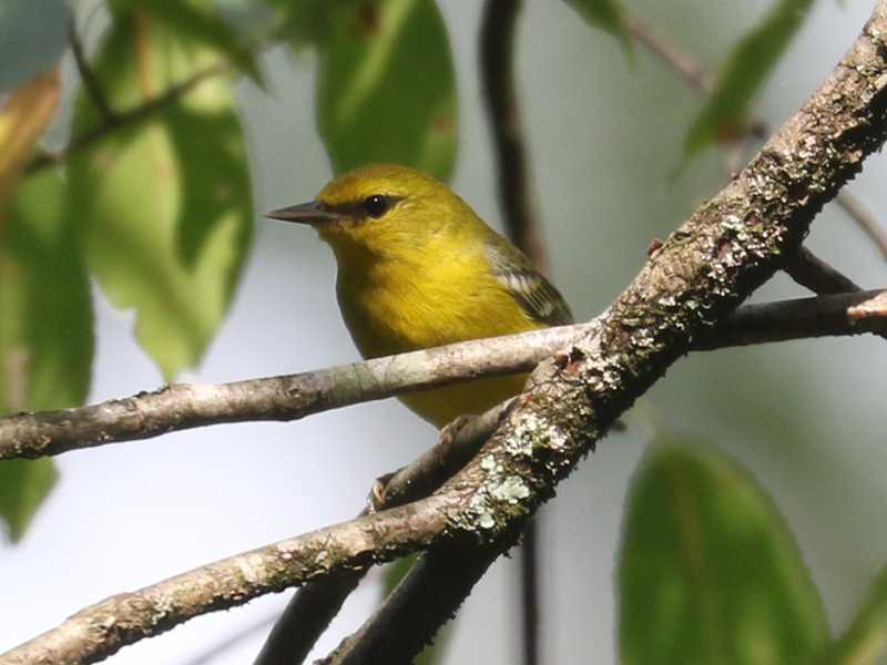 Mystery bird to be identified