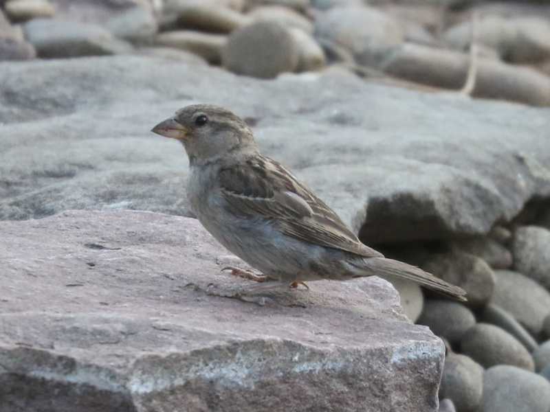 Mystery bird to be identified