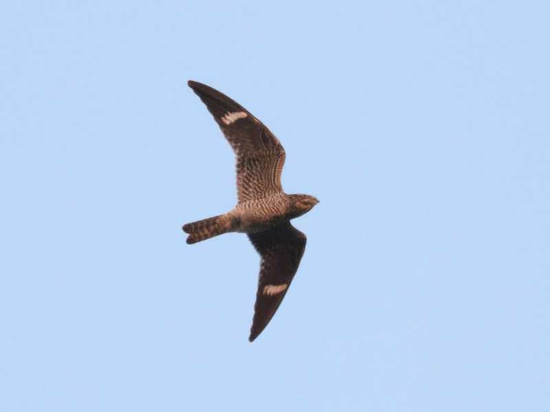 Mystery bird to be identified