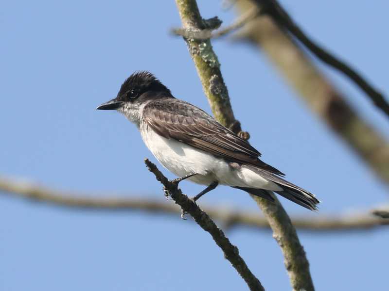 Mystery bird to be identified